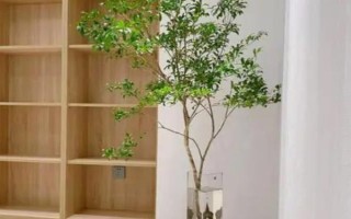 吊钟树怎么水培，要每隔一周更换一次清水