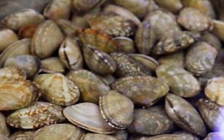 花甲的品种,常见的有花蛤、毛蛤、文蛤等