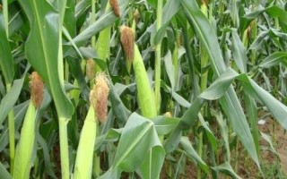 璟瑞866玉米种子特征特性，本品种活杆成熟