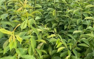 李子苗的价格，通常在1-3元左右一棵