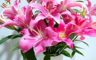百合能放在卧室吗,香味浓郁不适合放在卧室