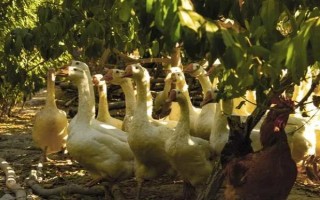 林下养殖可以养什么，可以放养或圈养鸡、鸭、鹅等