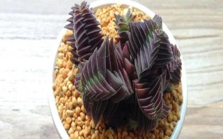 茜之塔多肉有没有毒，植株不带有任何毒性