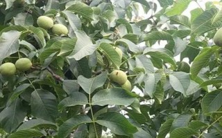 核桃长在什么位置，是长在树上的一种果实