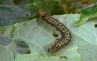 常见的害虫种类,包括卫生害虫、农业害虫、贮谷害虫等类型