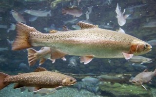 虹鳟鱼的价格，一斤需要20-30元左右