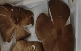 长期保存鸡纵菌的方法，晒干后密封能保存12个月左右