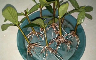 栀子花秋季怎么分株,洗净根部泥土后再从母株上剪下分蘗苗