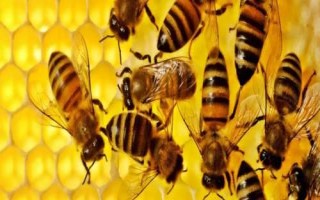 蛋群怎么挽救,补入他群工蜂非常有效