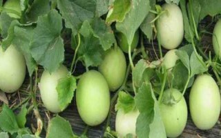 甜瓜多久可以成熟，开花后50天左右便可成熟