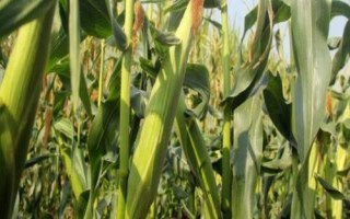 吉单560玉米种简介，中熟品种