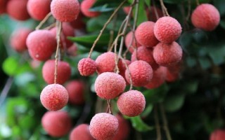 广西苍梧县的特产,有广西肉桂、苍梧蜜枣等