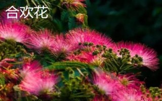 合欢花的产地，我国的东北、华南及西南等地都有种植