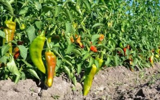 辣椒苗太密怎么处理，需根据情况及时拔除长势弱的植株