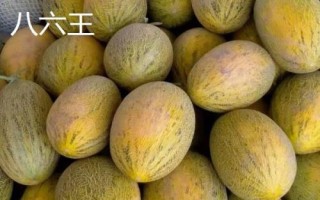 新疆哈密瓜的品种，西州蜜深受全国人们喜爱