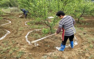 怎么对果树使用冲施肥，气候干旱时可在萌芽期冲施有机水溶肥