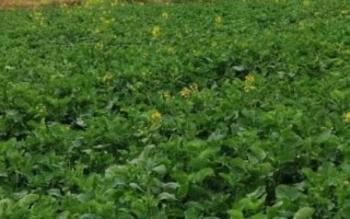 油菜的种植方法，播种前需晒种