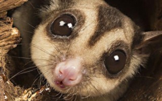 蜜袋鼯吃什么食物，花朵、花蜜、树叶、水果等都吃