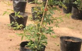 木香花苗的价格,与产地、苗龄、品种有关