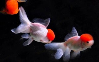 金鱼能用自来水养吗，自来水是软水适合养鱼