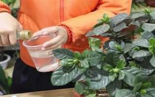 栀子花如何扦插，在八月份左右进行