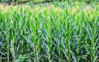 禾糯8号玉米种子特点,4月中上旬播种