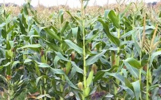 什么品种的玉米种子好，常见的有伟科702、华农866等