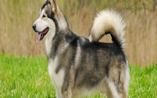 阿拉斯加雪橇犬的训练方法，使用特定语气加上手势动作可让它听话