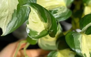 绿萝的品种分类，常见的有青叶绿萝、黄叶绿萝等