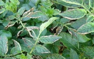 马铃薯晚疫病有什么症状，叶片发病会出现暗绿色水渍状斑点