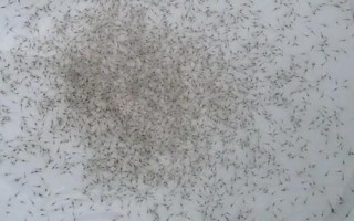 基围虾苗的价格,250-280元左右一万尾