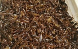 养殖10亩小龙虾的成本，大概需要13万元左右