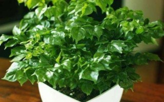 幸福树喜不喜欢酸性土壤，喜欢偏酸性的土壤