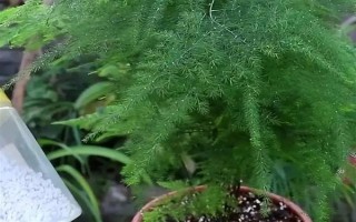 文竹冬季的养护方法，需及时保暖