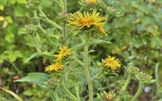 土木香的人工种植技术，可用种子繁殖或分根栽培