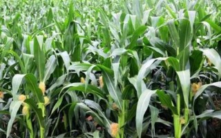 雄玉1587玉米品种的特性，每亩适宜密度4000株