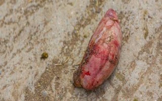 牛宝是什么部位，是牛的睾丸