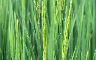 卓两优0985水稻品种简介,每亩有效穗数15.5万穗