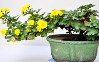 盆栽菊花如何养殖，夏季每天都浇一次水