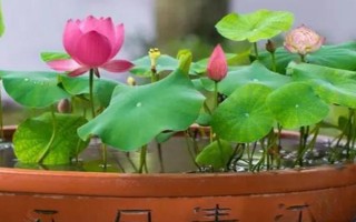 盆栽荷花安全越冬的方式，霜降后将其转移至设施保护地进行越冬