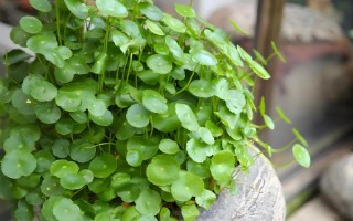 金钱草冬天会不会冻死，在北方可能会被冻死