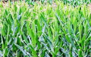 盘州520玉米种子特征特性，每亩种植3000～4200株