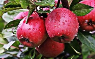 哪些水果冬天可以买到，只要你想吃没有买不到的