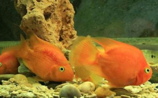 鹦鹉鱼的繁殖方法，需挑选基因优良的亲鱼