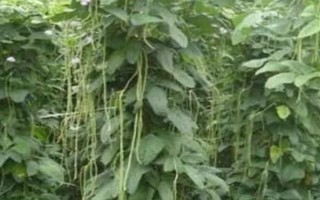 豆角歇伏的原因，高温、干旱多雨等都会导致