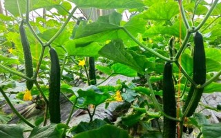 2月份适合种植的蔬菜，常见的有黄瓜、胡萝卜、菠菜等