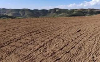 白芨种苗的价格，1株需要0.2-0.8元左右