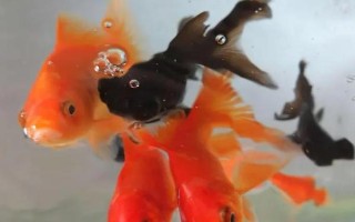 金鱼能用自来水养吗，自来水是软水适合养鱼