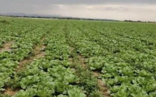 种植娃娃菜要施哪种肥料，基肥以腐熟有机肥为主