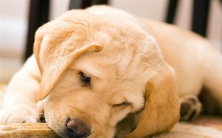 养狗的误区,常见以下6个